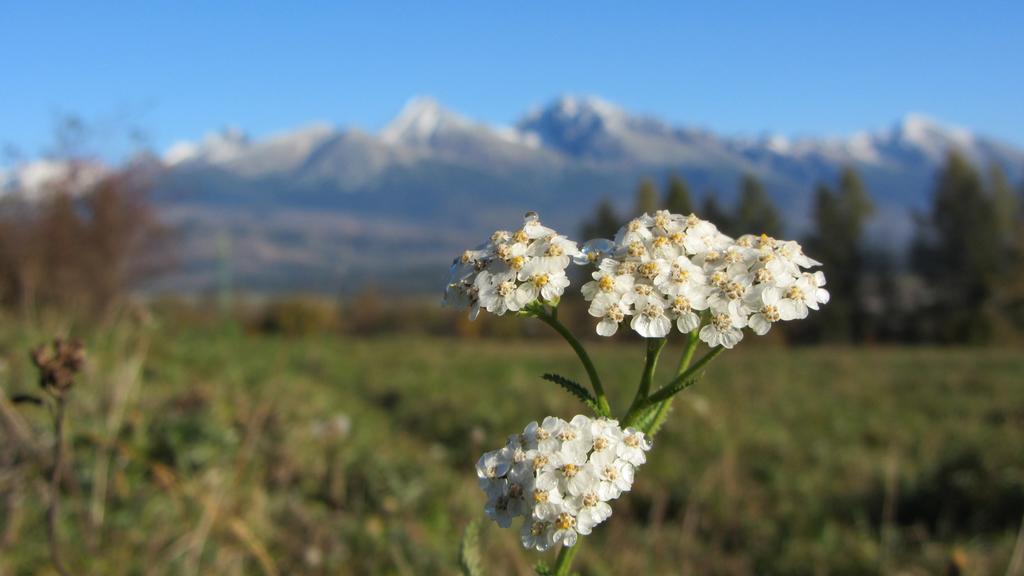 Chalupa Štrba Camera foto